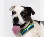 Small #3 Saint Bernard Mix
