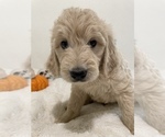 Small Photo #3 Double Doodle Puppy For Sale in NORTH HIGHLANDS, CA, USA