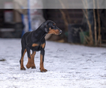 Small Photo #18 Doberman Pinscher Puppy For Sale in Moscow, Moscow, Russia