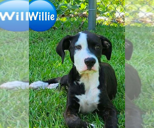 Medium Photo #2 Mutt Puppy For Sale in Wenonah, NJ, USA