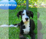 Small #1 Mutt