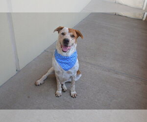 Mutt Dogs for adoption in McKinney, TX, USA