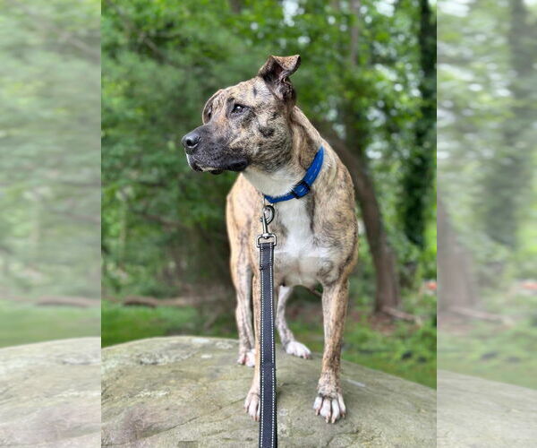 Medium Photo #7 Mountain Cur-Unknown Mix Puppy For Sale in Westwood, NJ, USA