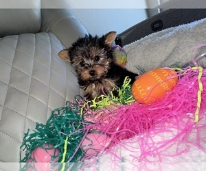 Yorkshire Terrier Puppy for Sale in PASSAIC, New Jersey USA