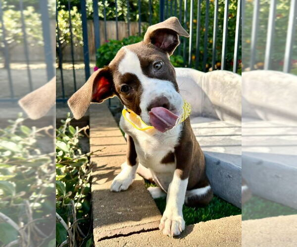 Medium Photo #1 American Pit Bull Terrier-Unknown Mix Puppy For Sale in Redlands, CA, USA