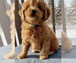 Small Photo #15 Goldendoodle (Miniature) Puppy For Sale in RANDOLPH, WI, USA