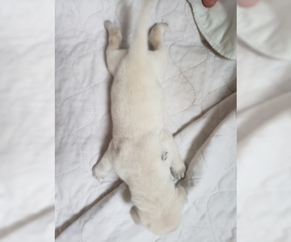 Medium Photo #21 Labrador Retriever Puppy For Sale in NEW LENOX, IL, USA