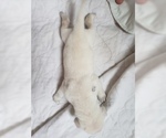 Small Photo #21 Labrador Retriever Puppy For Sale in NEW LENOX, IL, USA