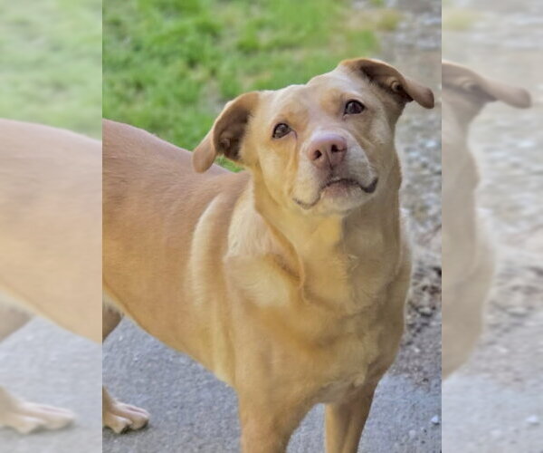 Medium Photo #2 Mutt Puppy For Sale in Crandall, GA, USA