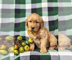 Golden Retriever Puppy for sale in OXFORD, PA, USA