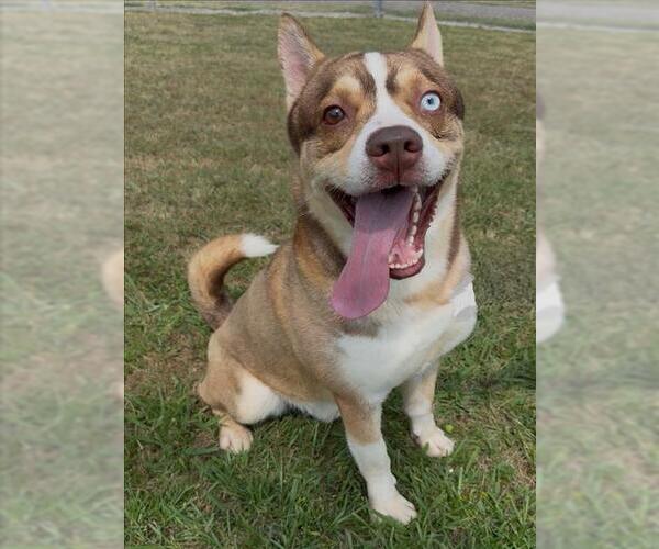 Medium Photo #2 Akita-Unknown Mix Puppy For Sale in Conroe, TX, USA