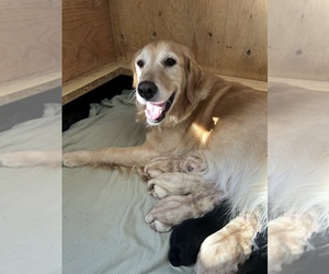 Mother of the Golden Labrador puppies born on 01/08/2024