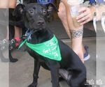 Small #2 Labrador Retriever Mix