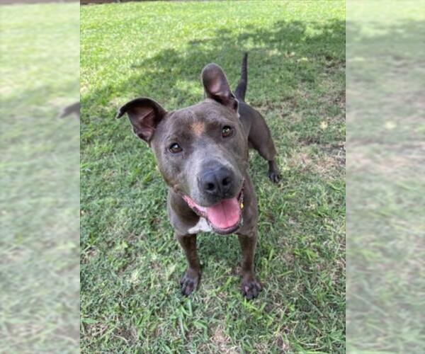 Medium Photo #2 American Pit Bull Terrier Puppy For Sale in Plano, TX, USA