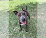 Small #1 American Pit Bull Terrier