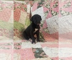 Puppy Black Female 4 Great Dane