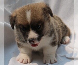 Pembroke Welsh Corgi Puppy for sale in WOODMAN, WI, USA