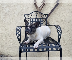 French Bulldog Puppy for sale in MORENO VALLEY, CA, USA