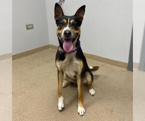 Border Kelpie Dogs for adoption in Aurora, CO, USA