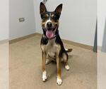 Small Border Kelpie