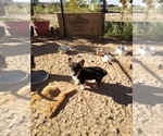 Small Photo #1 Pembroke Welsh Corgi Puppy For Sale in GALLEGOS, NM, USA