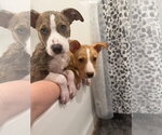 Small #2 Labrador Retriever Mix