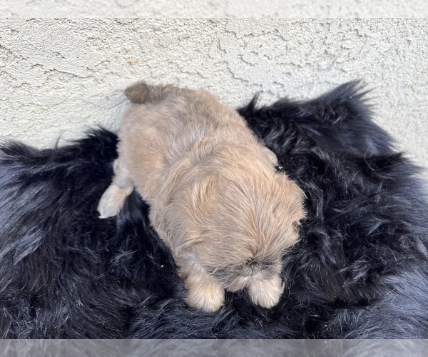 Medium Photo #14 Shih Tzu Puppy For Sale in HAYWARD, CA, USA