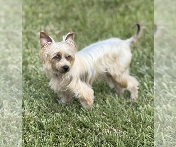 Medium Photo #3 Mutt Puppy For Sale in Sykesville, MD, USA