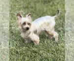 Small #2 Mutt