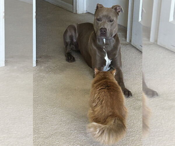 Medium Photo #2 American Pit Bull Terrier-Great Dane Mix Puppy For Sale in Dana Point, CA, USA