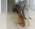 Small #1 American Pit Bull Terrier-Great Dane Mix