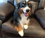 Small Photo #64 Miniature Australian Shepherd Puppy For Sale in BONNERS FERRY, ID, USA