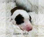 Small Photo #13 Sheepadoodle Puppy For Sale in BUFFALO, MN, USA
