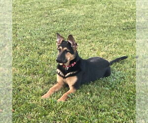 Medium German Shepherd Dog