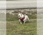 Small Photo #1 French Bulldog Puppy For Sale in CAPE CORAL, FL, USA