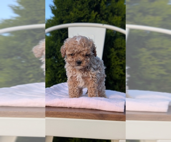 Medium Photo #14 Cavapoo (Miniature) Puppy For Sale in GOSHEN, IN, USA