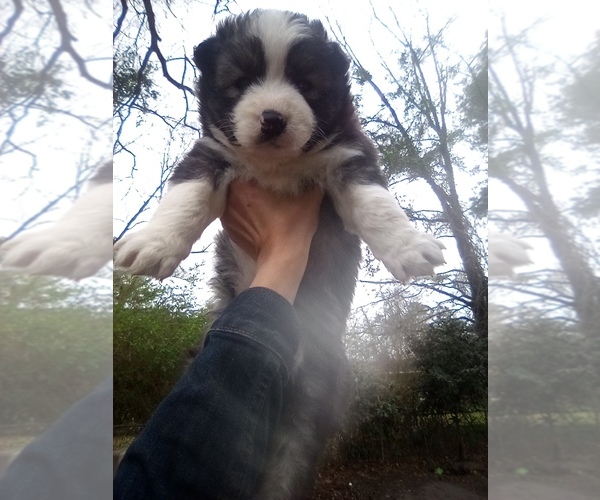 Medium Photo #1 Siberian Husky Puppy For Sale in FLORENCE, SC, USA