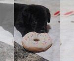 Small Photo #26 Labrador Retriever Puppy For Sale in PAWNEE, IL, USA