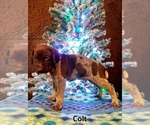 Small Photo #3 German Shorthaired Pointer Puppy For Sale in ELBERTA, AL, USA