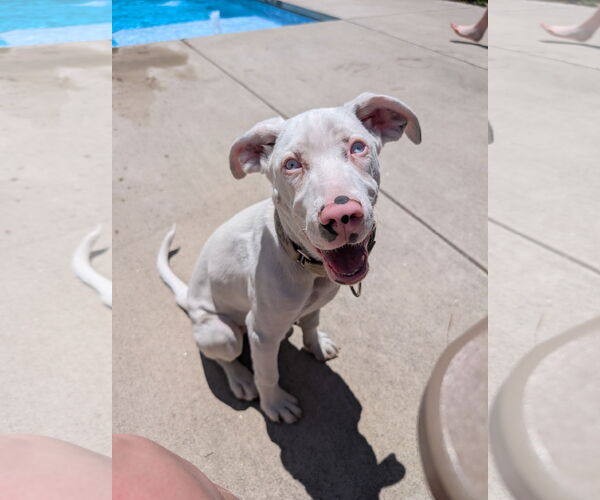 Medium Photo #2 Australian Shepherd-Catahoula Leopard Dog Mix Puppy For Sale in Holly Springs, NC, USA