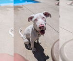 Small #1 Australian Shepherd-Catahoula Leopard Dog Mix