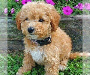 Miniature Labradoodle Puppy for sale in NEW PROVIDENCE, PA, USA