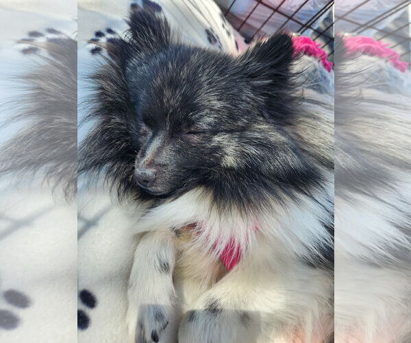 Medium Photo #1 Pomeranian Puppy For Sale in Bon Carbo, CO, USA