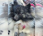 Small Pomeranian