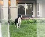 Small Photo #1 Boxer Puppy For Sale in TURLOCK, CA, USA