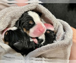 Image preview for Ad Listing. Nickname: Litter of 11