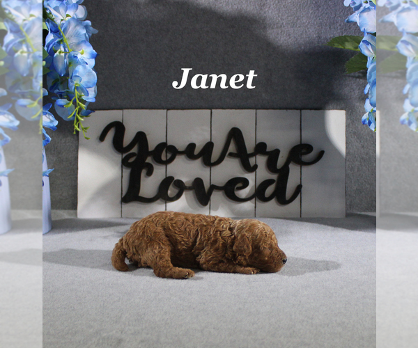 Medium Photo #5 Poodle (Toy) Puppy For Sale in CHANUTE, KS, USA