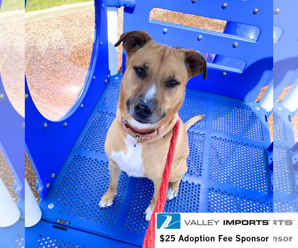 Medium Photo #9 Mutt Puppy For Sale in Fargo, ND, USA