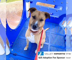 Pika - Male Mutt Dog for Adoption - Photo #9