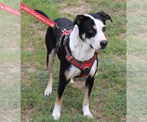 Max - Male Mutt Dog for Adoption - Photo #4